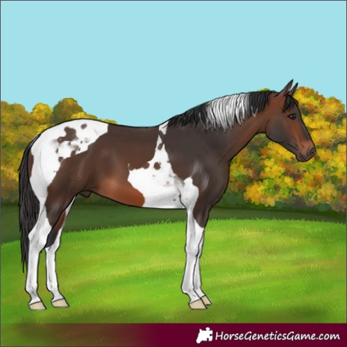 Horse Color:Brown Tobiano 