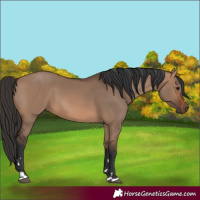 Horse Color:Brown Dun