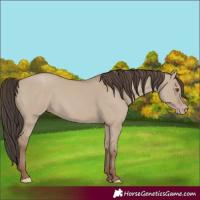 Horse Color:Classic Champagne Dun
