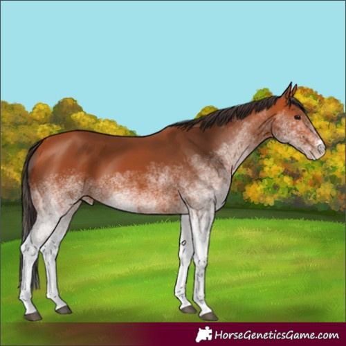 Horse Color:White Spotted Bay 