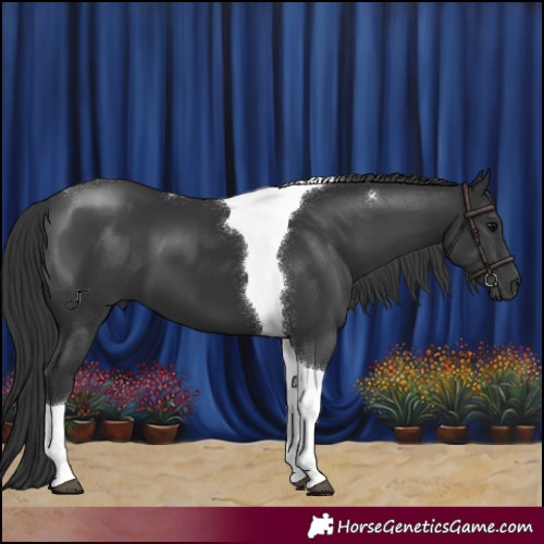 Horse Color:Black Tobiano 