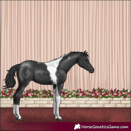 Horse Color:Black Tobiano 
