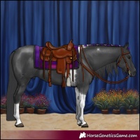 Horse Color:Black Tobiano