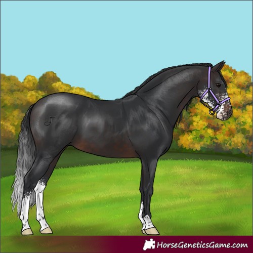 Horse Color:Brown Sabino 