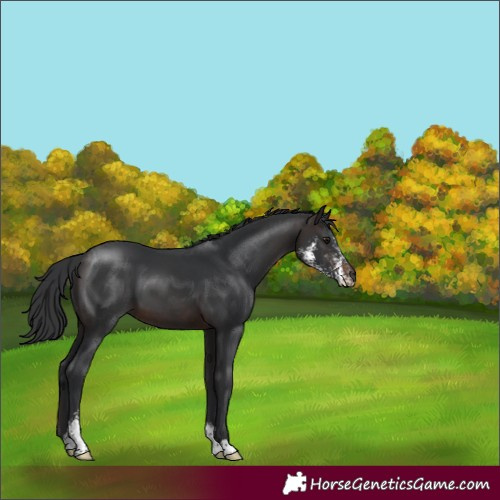 Horse Color:Brown Sabino