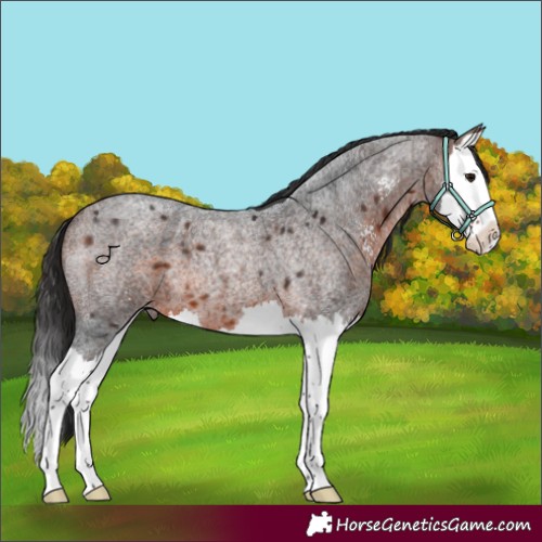 Horse Color:Brown Roan Sabino Splash 