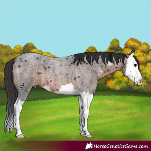 Horse Color:Brown Roan Sabino Splash 