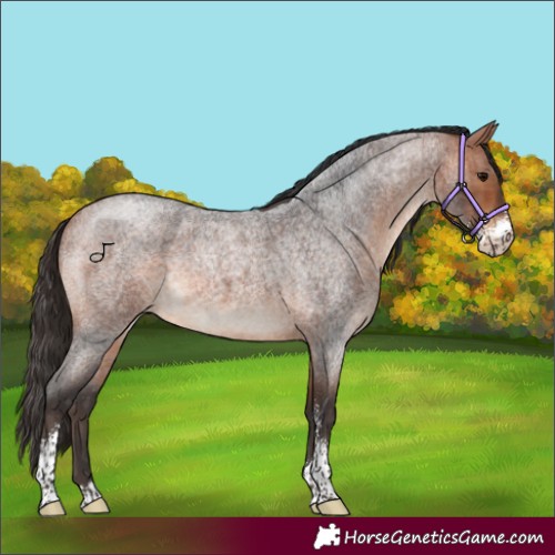 Horse Color:Bay Roan Sabino