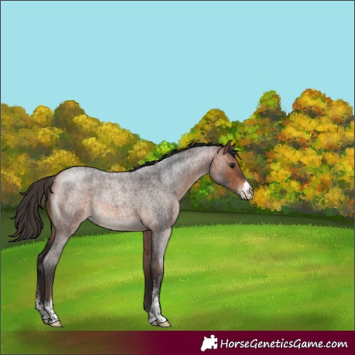 Horse Color:Bay Roan Sabino