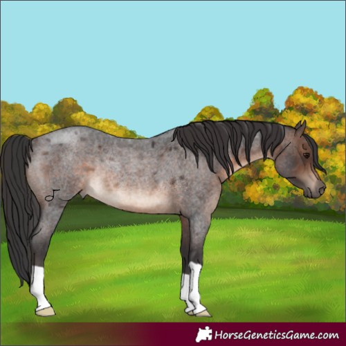 Horse Color:Brown Roan Rabicano 