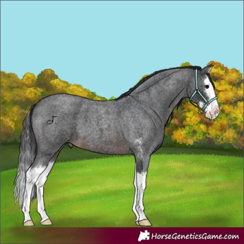 Horse Color:Brown Roan Sabino Splash