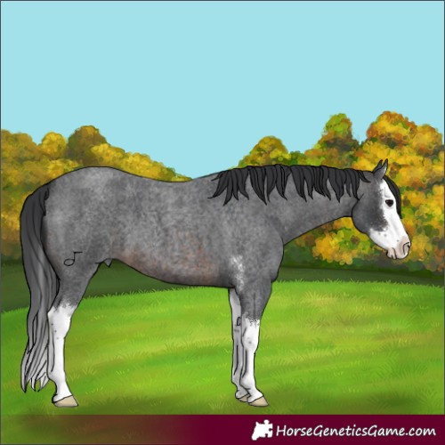 Horse Color:Brown Roan Sabino Splash