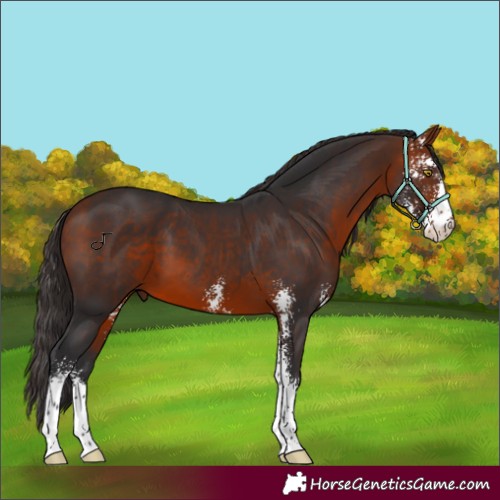 Horse Color:Bay Sabino 