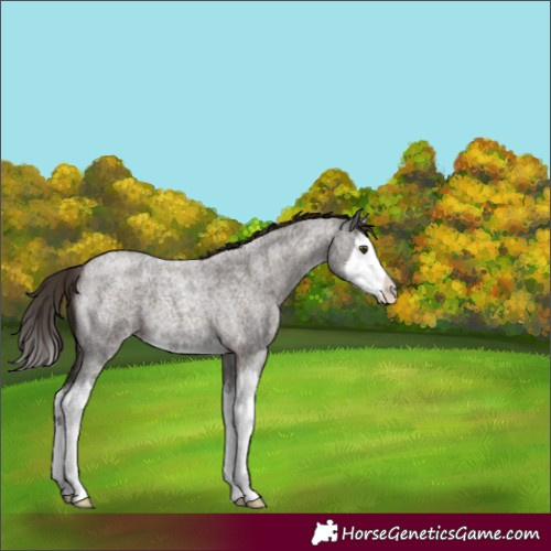 Horse Color:Liver Red Roan Splash 