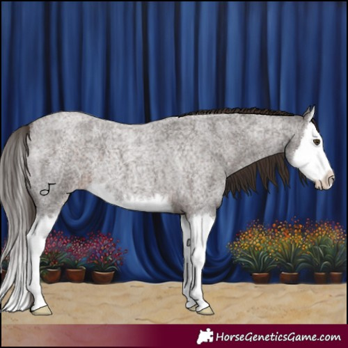 Horse Color:Liver Red Roan Splash 