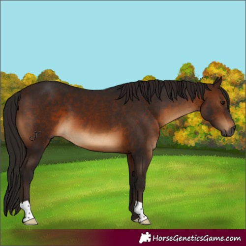 Horse Color:Gray Bay 