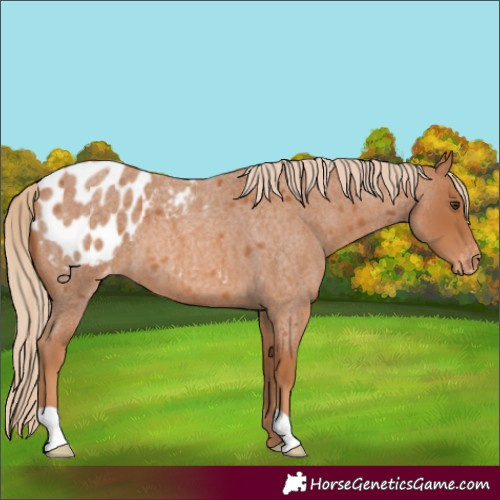 Horse Color:Red Roan Appaloosa 