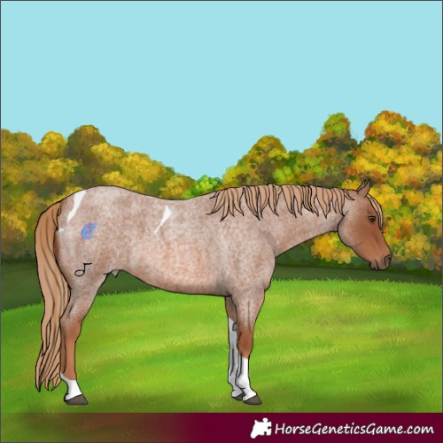 Horse Color:Red Roan Tobiano 