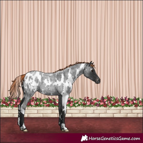 Horse Color:Gray White Spotted Liver Red Roan Appaloosa 