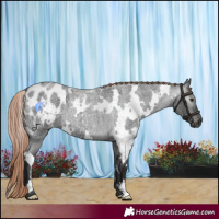 Horse Color:Gray White Spotted Liver Red Roan Appaloosa