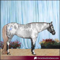 Horse Color:Gray White Spotted Liver Red Roan Appaloosa 
