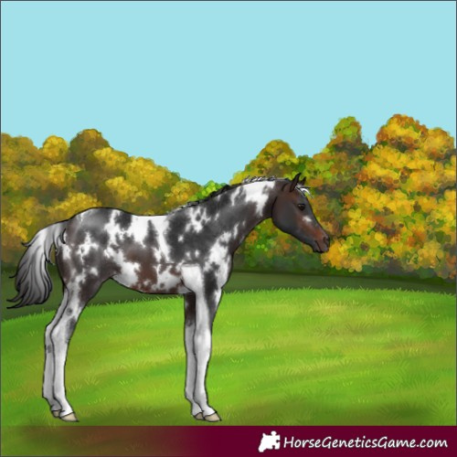 Horse Color:White Spotted Brown Tobiano 