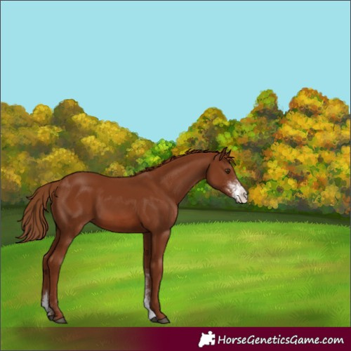 Horse Color:Chestnut Sabino