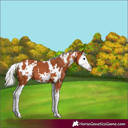 Horse Color:White Spotted Silver Bay Sabino Splash 