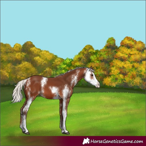 Horse Color:Silver Brown Sabino
