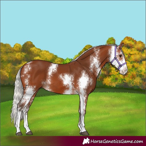 Horse Color:Silver Brown Sabino 