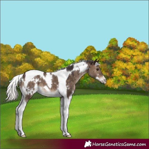 Horse Color:White Spotted Silver Brown Dun Tobiano Brindle