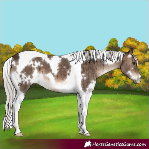 Horse Color:White Spotted Silver Brown Dun Tobiano Brindle 