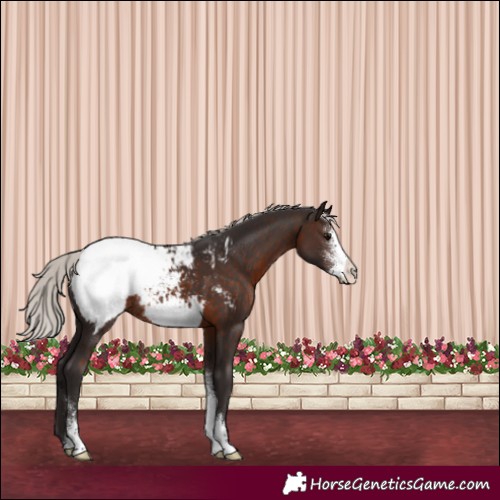 Horse Color:Silver Brown Sabino Appaloosa Rabicano 