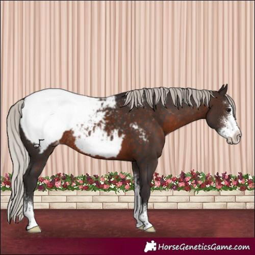 Horse Color:Silver Brown Sabino Appaloosa Rabicano 