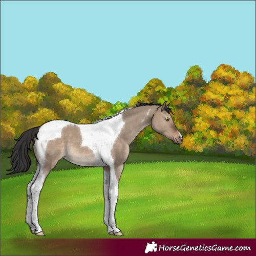Horse Color:Brown Dun Tobiano 
