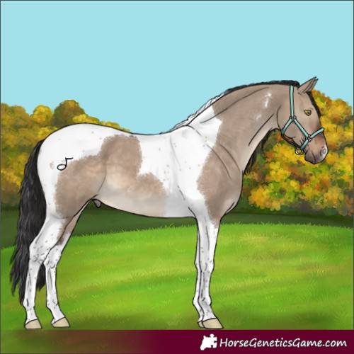 Horse Color:Brown Dun Tobiano 