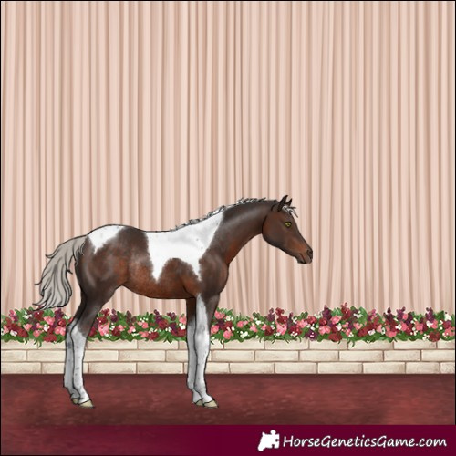Horse Color:Silver Brown Tobiano Rabicano 