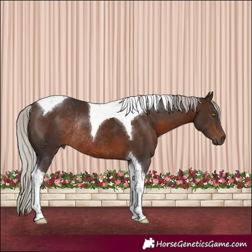 Horse Color:Silver Brown Tobiano Rabicano 