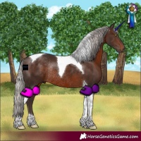 Horse Color:Silver Brown Tobiano Rabicano 