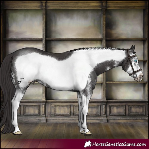 Horse Color:Smoky Black Sabino Frame 