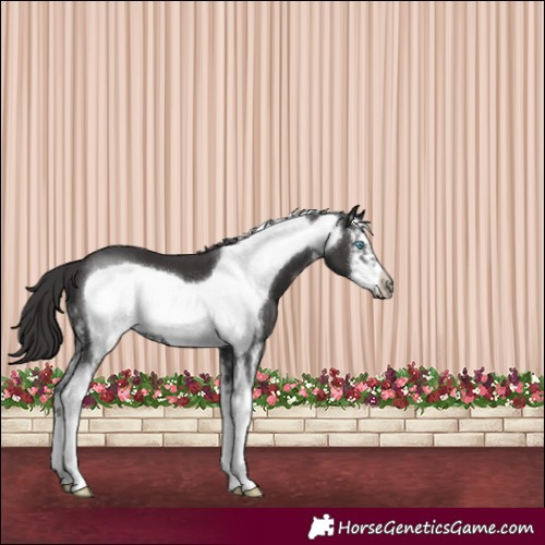 Horse Color:Smoky Black Sabino Frame 