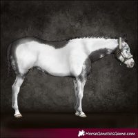Horse Color:Smoky Black Sabino Frame 