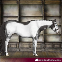 Horse Color:Smoky Black Sabino Frame 