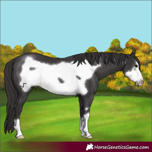 Horse Color:Smoky Black Frame