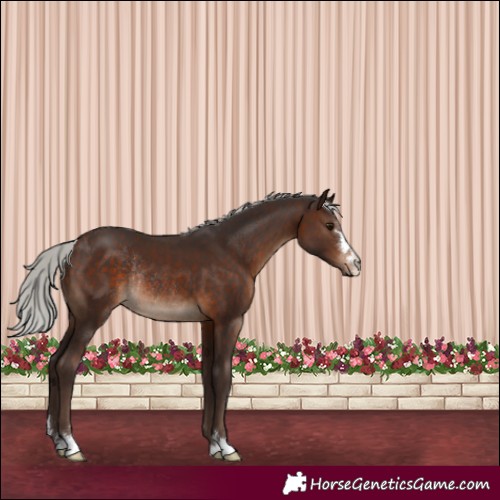 Horse Color:Silver Brown Rabicano 