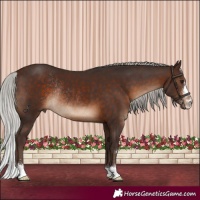 Horse Color:Silver Brown Rabicano