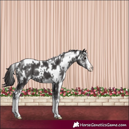 Horse Color:White Spotted Smoky Black Sabino 