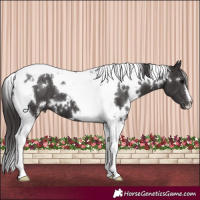 Horse Color:White Spotted Smoky Black Tobiano 