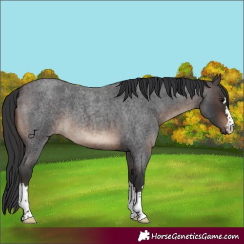 Horse Color:Brown Roan 
