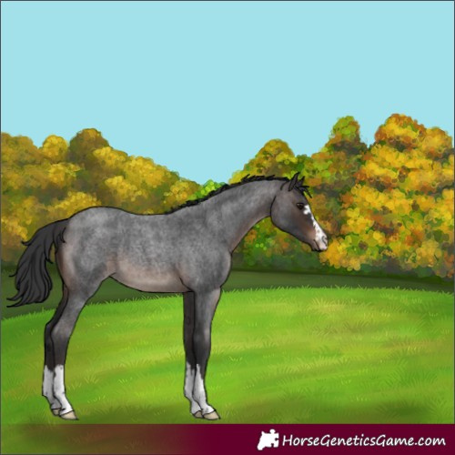 Horse Color:Brown Roan 